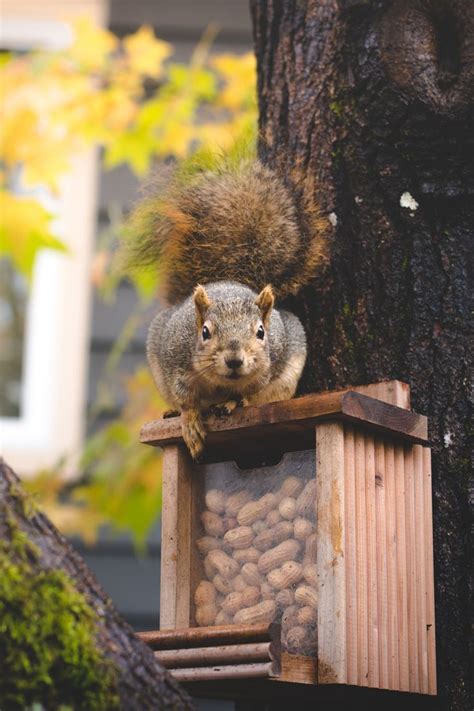 Brown Squirrel On Brown Wooden Box Full Of Nuts Mounted On The Tree At