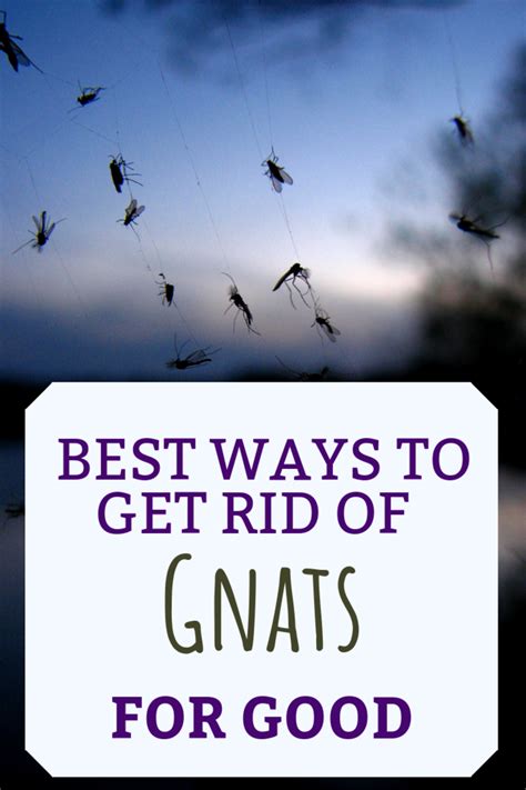 What Causes Gnats And How To Get Rid Of Them Dengarden