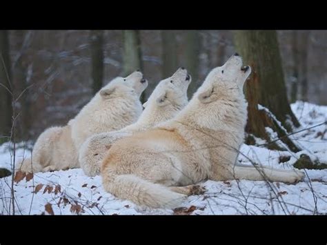 Wolves Howling Why Do Wolves Howl Youtube