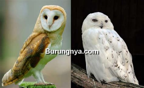 22 Perbedaan Burung Hantu Putih Indonesia Dan Burung Hantu Putih Salju