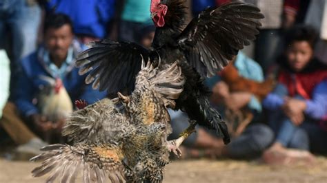 Man Killed By His Own Rooster During Illegal Cockfight In India Ctv News