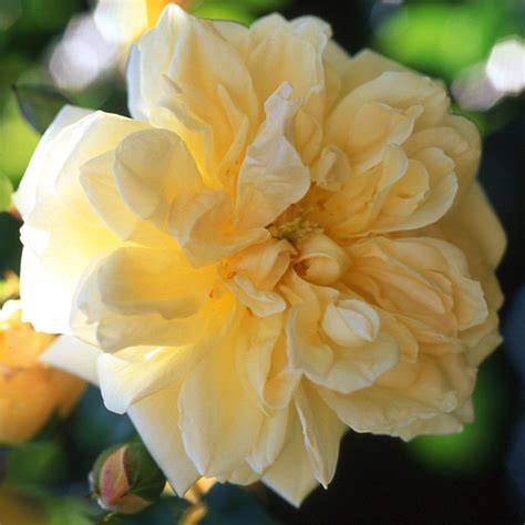 Rose Gardenia Climbing Rambling Rose Garden Plants