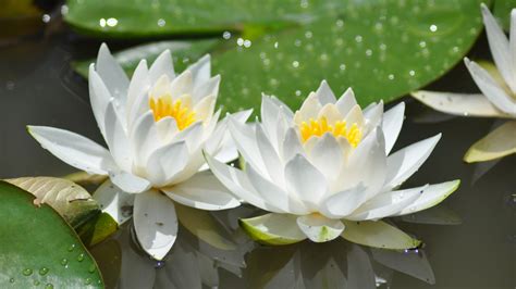 Download 2560x1440 Wallpaper White Flowers Bloom Lotus 4k Dual Wide