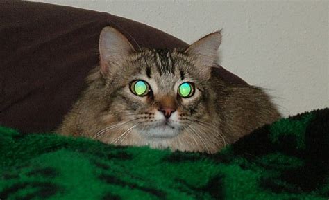 The Reason For Your Cats Reflective Eyes In Photos Is Called The