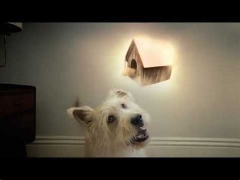 Check spelling or type a new query. Travelers Insurance Dog Commercial - YouTube