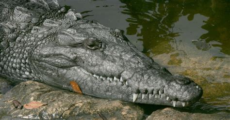 American Crocodile Crocodylus Acutus Us Fish And Wildlife Service