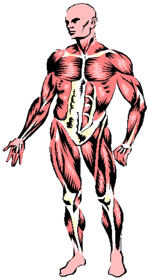 The students will learn about the three types of muscle tissue: Free Muscular System Cliparts, Download Free Clip Art ...