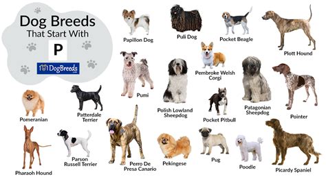 Dog Breeds Poster Ph
