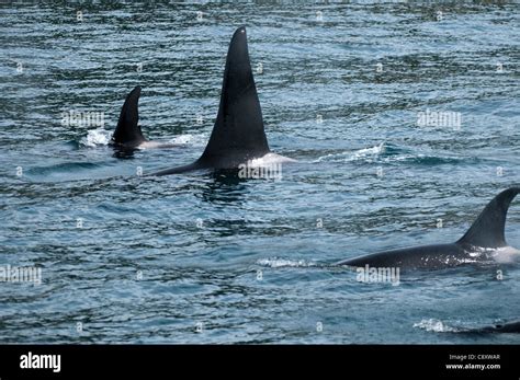 Killer Whales Orcinus Orca Kenai Fjords National Park Seward