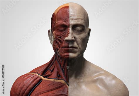 Human Anatomy Ecorche Male Model Muscle Anatomy Of The Face Neck And