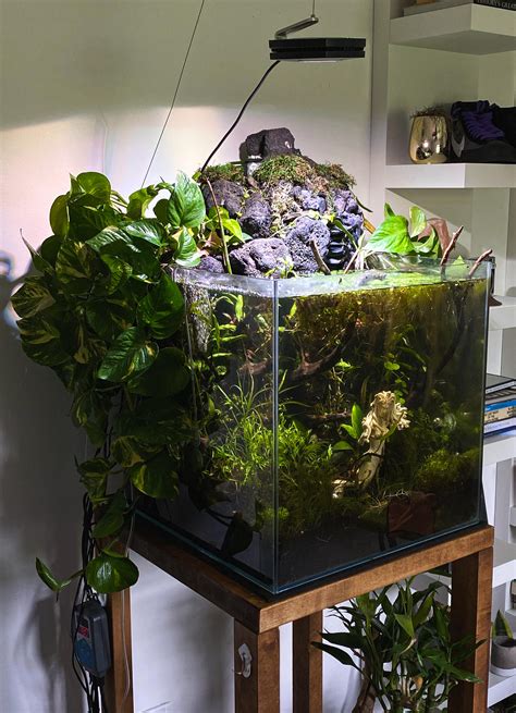 So if you want to grow these plants even faster then you can supplement them with co2. is this considered an aquascape? everything built/made by ...