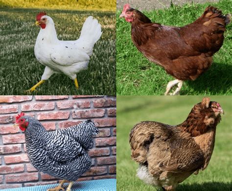 Chicken Breeds Which One Is Right For Me Run Chicken