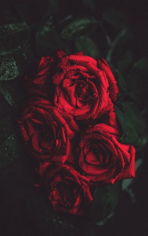 Rose And Dark Black Flower Flowers Leaf Rose Roses Hd Phone Wallpaper Peakpx