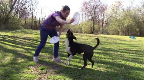 Dog Frisbee Training March 2020 Youtube