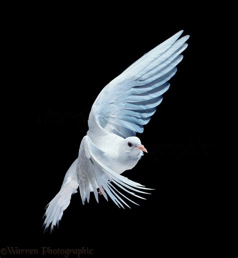 White Dove In Flight Photo Wp11591