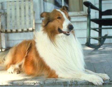 Pal Lassie Junior Spook Baby Mire And Hey He From Dog Stars