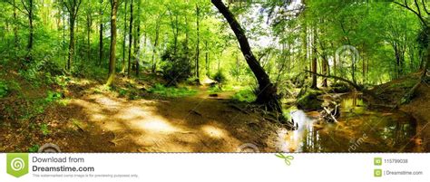 Beautiful Forest With Brook In Bright Sunshine Stock Photo Image Of