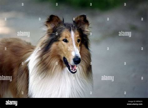 Lassie Dog Film High Resolution Stock Photography And Images Alamy