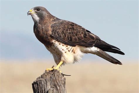 32 Birds Of Prey In Montana With Pictures And Facts Wildlife Informer