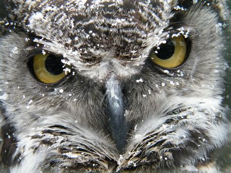 Snowy Owl No Its Hudson The Great Horned Owl Covered In Snow