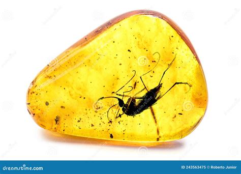 Amber With Preserved Prehistoric Insect Mosquito With Blood Or Dna