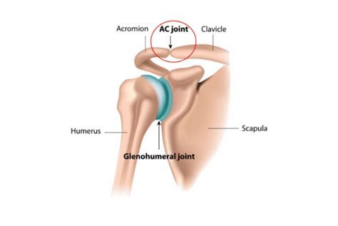 Acromioclavicular Joint Pain Shoulder Pain Complete Physio