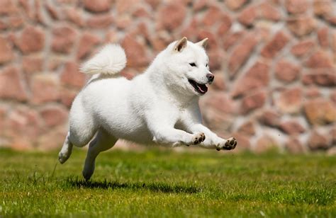 Hokkaido The Ultimate Dog Breed Guide Petdt
