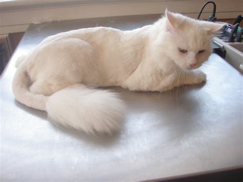Useful anti matting cat hair cuts petcarerx. Why You Should Get Your Cat a 'Lion Cut' this Summer
