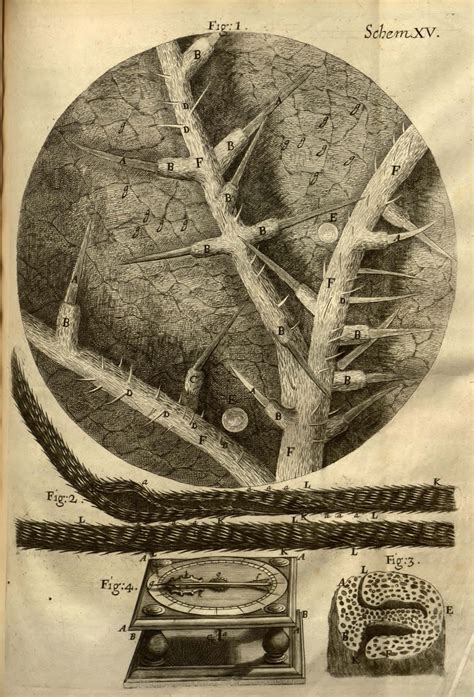 Facsimilium Robert Hookes Micrographia 17th Century