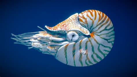 Chambered Nautilus Buy Royalty Free 3d Model By Nestaeric C0e1322