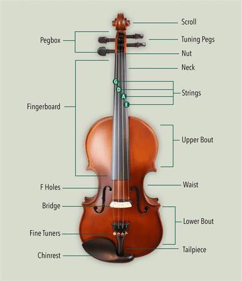 The Enthusiasts Guide To Each Detail Of The Violin