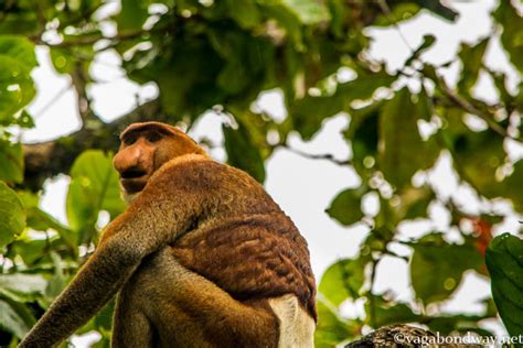 Proboscis Monkey In Borneo Malaysia Vagabond Way