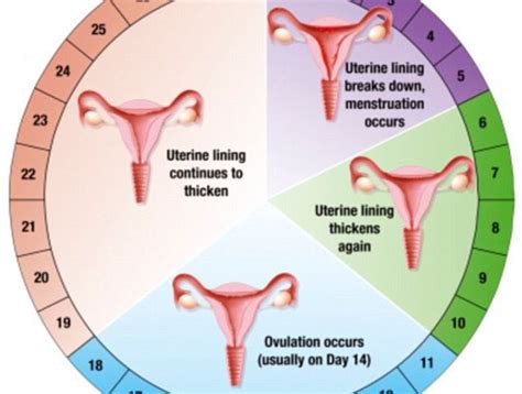 menstrual cycle irregular periods infertility treatment