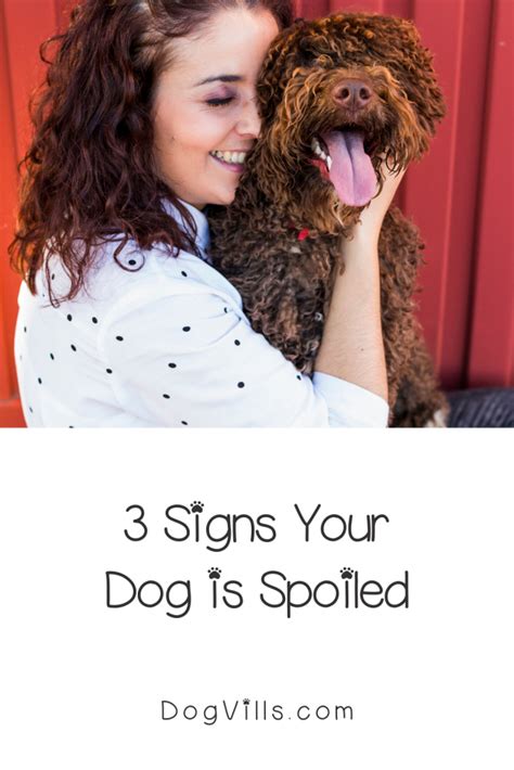 3 Signs Your Dog Is Spoiled And What To Do About It Dogvills In 2020