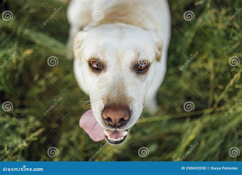 Close Up Of A Cut Golden Labrador Retriever In Nature A Beautiful