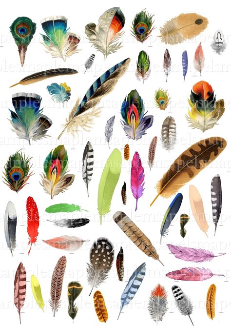 Birds Feathers Clipart Digital Collage Sheet Jpeg Instant Download Bird
