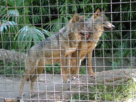 Iberian Wolves At Barcelona 300511 Zoochat