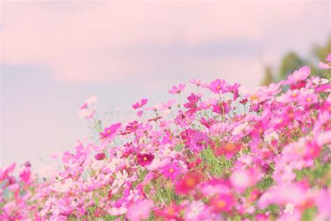 Colorful Pink Flowers Cosmos In The Garden Background Beautiful
