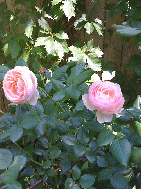 David Austin Heritage Rose In My Garden Heritage Rose Rose