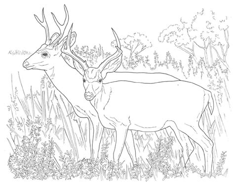 To print the coloring pages from your computer, simply click the print image button in the top relaxing coloring pages: Coloring Pages For Kids Deer - Coloring Home