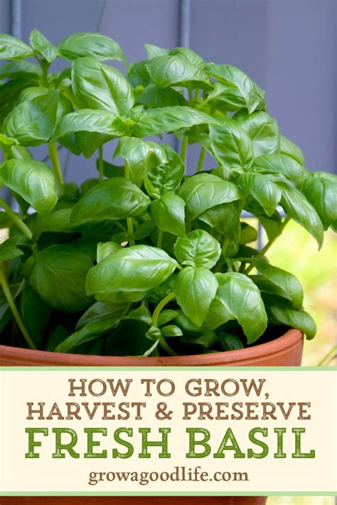 How To Grow Basil Growing Basil Harvesting Basil Growing Herbs