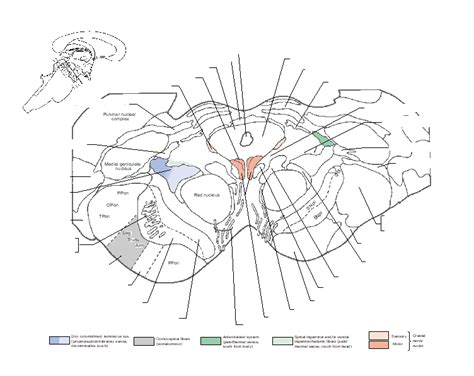 Rostral Midbrain Diagram Quizlet