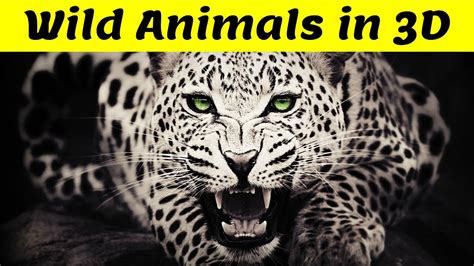 Wild Animals In 3d Wild Animal Names And Pictures In 3d For Babies