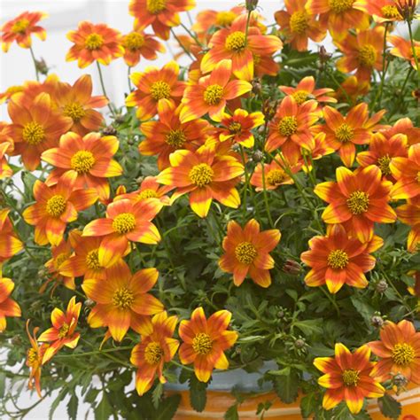 Bidens is a genus of flowering plants in the aster family, asteraceae. Beedance Painted Red Bidens Plant (Spanish Needles) | Free ...