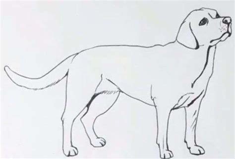 Aprende Cómo Dibujar Un Perro Labrador Paso A Paso 9 Como Dibujar Un