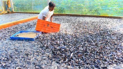 If you are wondering on how to setup a catfish business or need advice, then contact us. Hybrid Magur Fish Farming Business in India | Million Of ...
