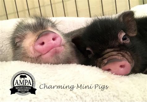 They Make Me Sleepy Charming Mini Pigs Farm Animals Animals And Pets