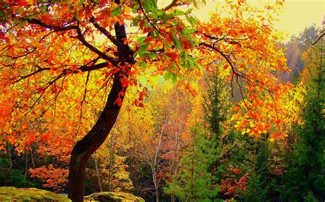 Free Download Autumn Forest Trees Landscape Wallpaper
