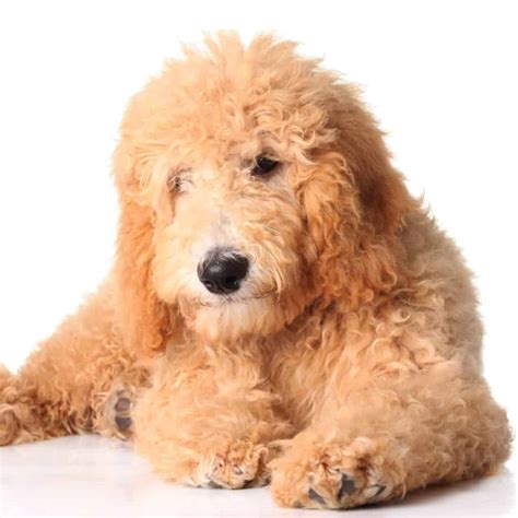 This is chewy.com's private label house brand and this formula is american journey's bestselling recipe. 🦴 Best Puppy Food for Goldendoodle & Dogs in 2020 🦴 ...