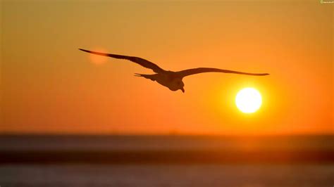 Zdjęcie Lecąca Mewa Ptak Zachód Słońca Morze